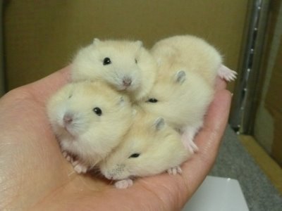 ウサギ団子の季節がやってきました。寄り集まって丸くなって寒さしのぐウサギたち