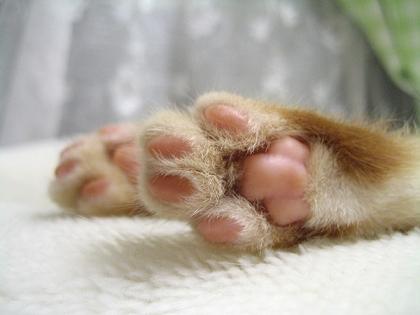 野良猫、置き去りにされた赤ん坊救う＝氷点下で数時間温める-ロシア