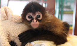 可愛い動物の赤ちゃんの画像を貼るトピ