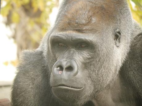 まるでグラビアのようなイケメン過ぎるゴリラ画像をご覧ください