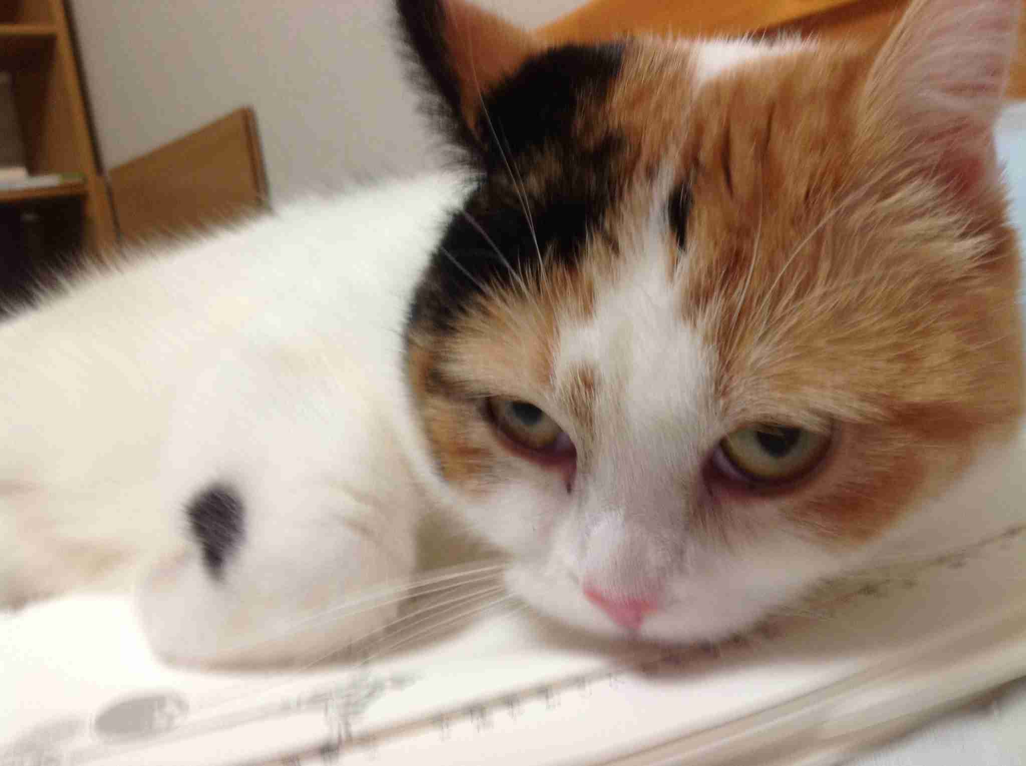 【画像】猫の密談現場が可愛い