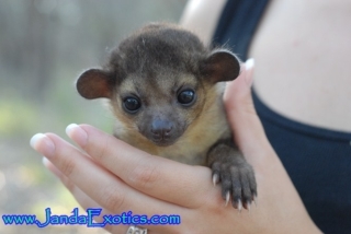 可愛い動物の赤ちゃんの画像を貼るトピ