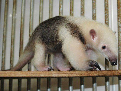 可愛い動物の赤ちゃんの画像を貼るトピ