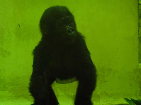 1歳の誕生日おめでとう！！！！ : Animal Days