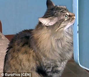 野良猫、置き去りにされた赤ん坊救う＝氷点下で数時間温める-ロシア