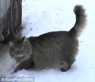 野良猫、置き去りにされた赤ん坊救う＝氷点下で数時間温める-ロシア
