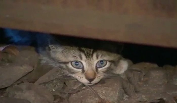 モスクワ郊外で捨て子、野良猫が暖をとって無事（ビデオ） - News - 社会・歴史 - The Voice of Russia