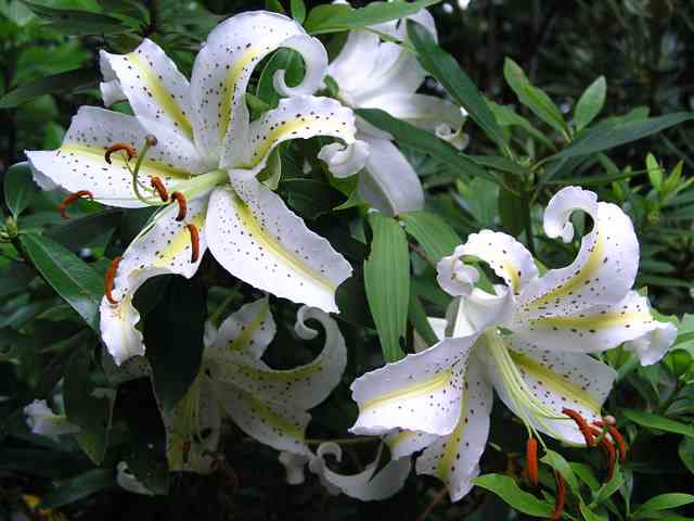 好きなお花は何ですか？