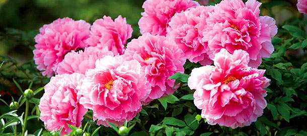 好きなお花は何ですか？