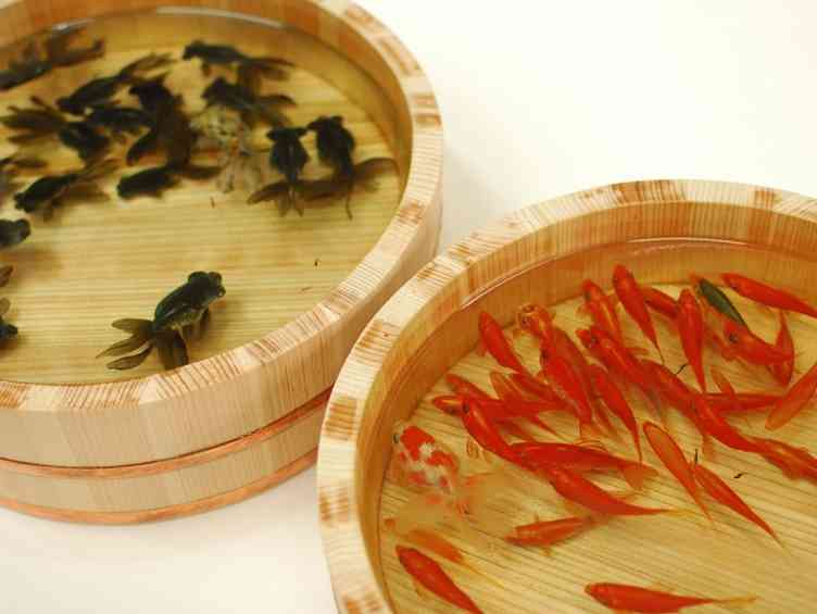 世界が感嘆！ 金魚美術作家・深堀隆介さんの世界 [金魚] All About