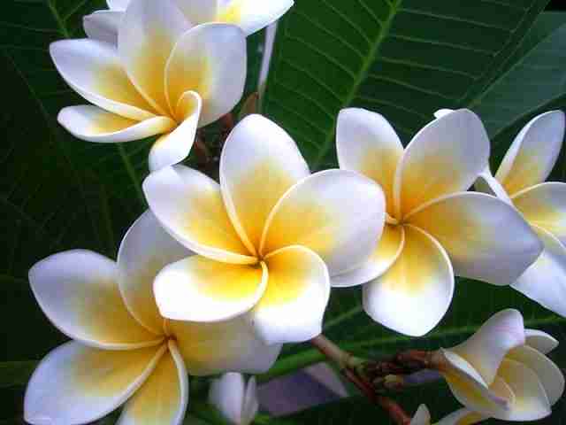 好きなお花は何ですか？