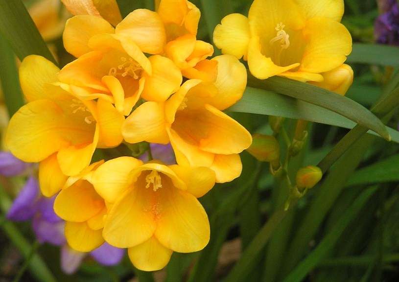 好きなお花は何ですか？