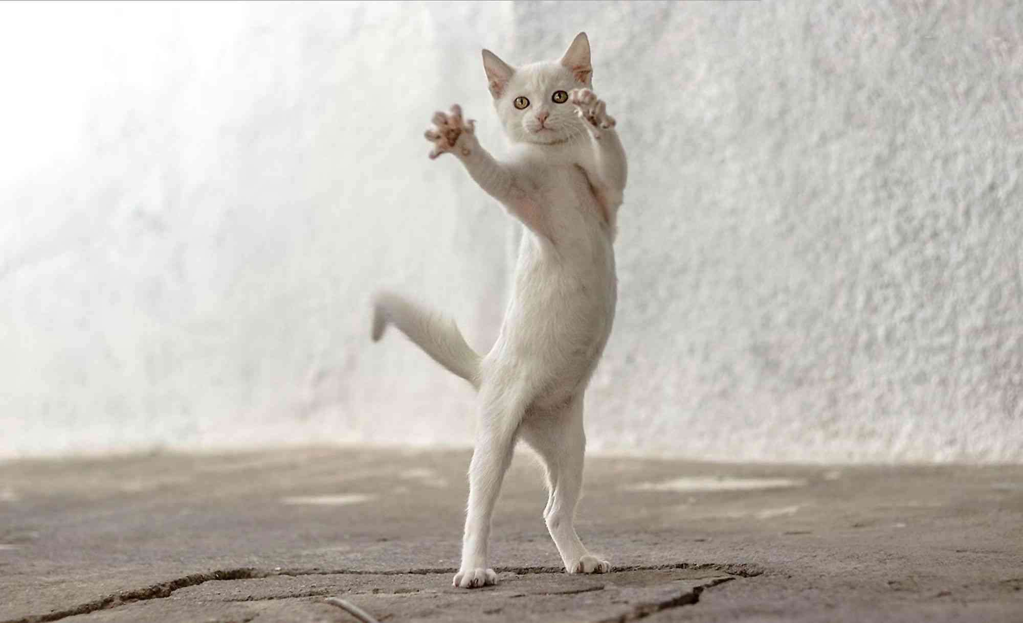 可愛い動物の赤ちゃんの画像を貼るトピ