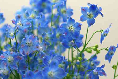 好きなお花は何ですか？