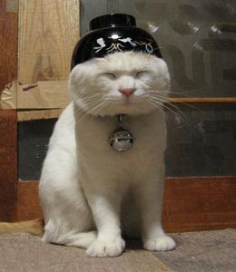 ほっこり画像かエピソードを載せよう～トピ