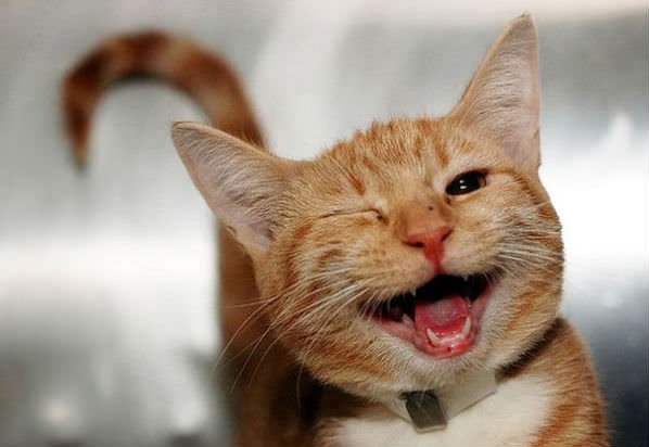 笑ってる動物の画像ください ガールズちゃんねる Girls Channel