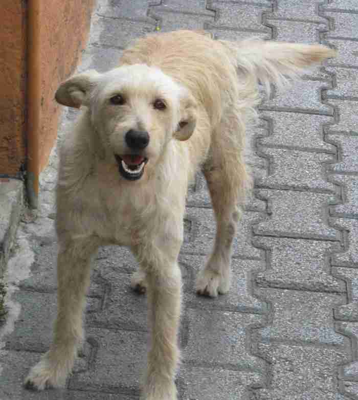 野良犬がいたら保護しますか