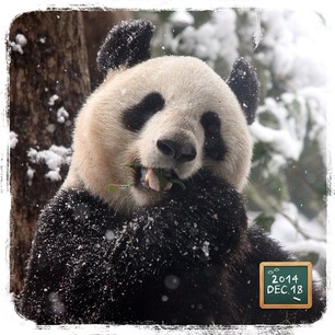 中国のパンダが雪に大はしゃぎしてる姿が完全におっさんだと話題にww