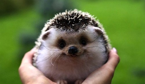 笑ってる動物の画像ください。
