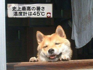 笑ってる動物の画像ください。