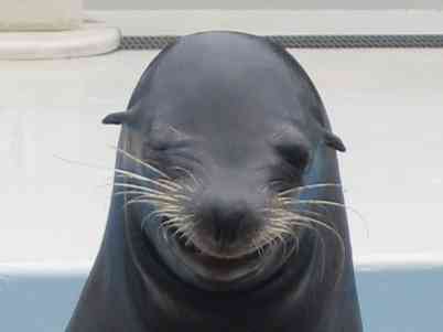 笑ってる動物の画像ください。