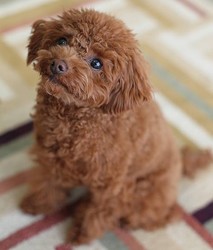 マツコ・デラックス　“犬嫌い”撤回「私、ちょっとおかしくなってきちゃって」