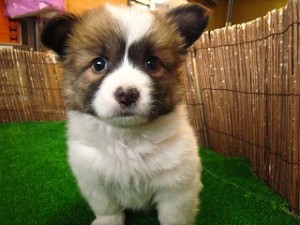【画像】「ダックスフンド」と「ピットブル」のミックス犬が何とも言えない外見