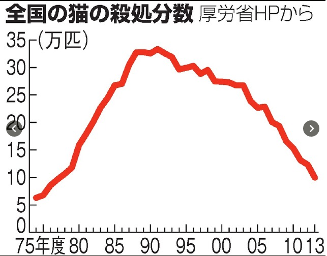 【徳之島】希少ウサギ守るため、島の猫3,000匹の不妊去勢プロジェクト進む