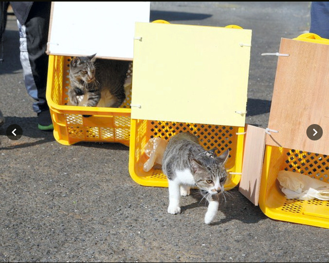 【徳之島】希少ウサギ守るため、島の猫3,000匹の不妊去勢プロジェクト進む