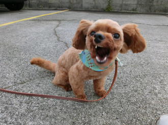 マツコ・デラックス　“犬嫌い”撤回「私、ちょっとおかしくなってきちゃって」