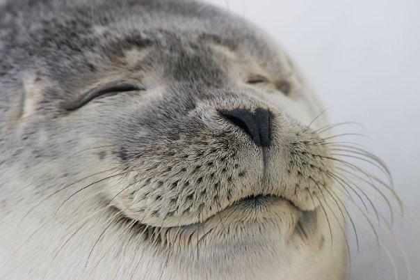 笑ってる動物の画像ください。
