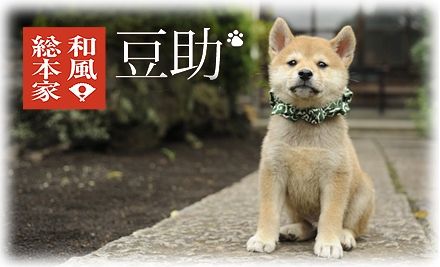 自分が芸能人だったら何のテレビに出たいですか?