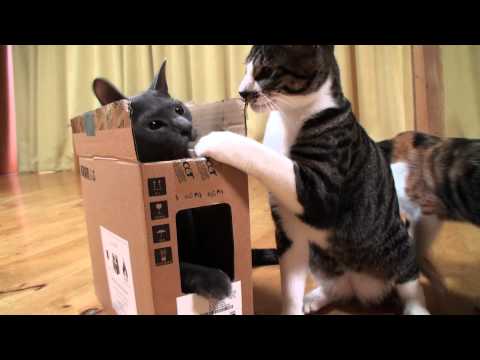 猫缶型の爪研ぎ　列が出来るほど好評だと話題に