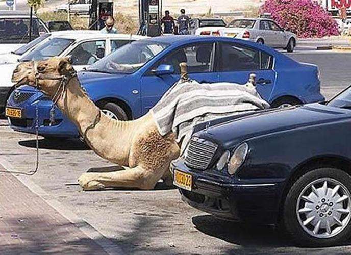好きな車の画像