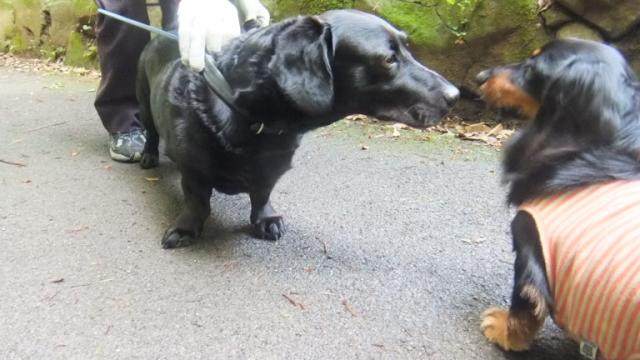 【画像】「ダックスフンド」と「ピットブル」のミックス犬が何とも言えない外見