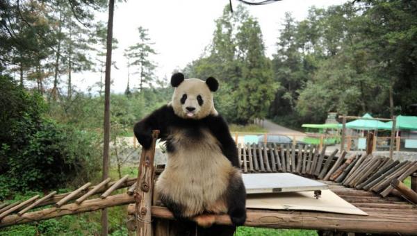 中国のパンダが雪に大はしゃぎしてる姿が完全におっさんだと話題にww
