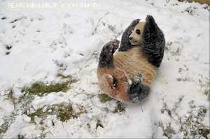 中国のパンダが雪に大はしゃぎしてる姿が完全におっさんだと話題にww