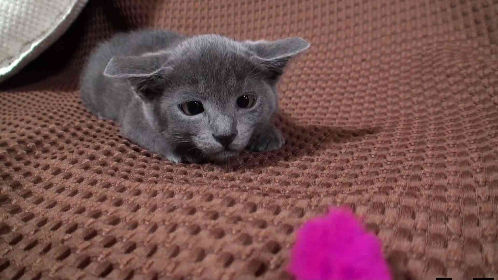ほっこり画像かエピソードを載せよう～トピ