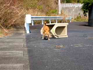 野良犬がいたら保護しますか