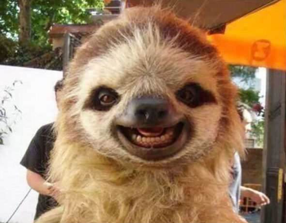 笑ってる動物の画像ください。