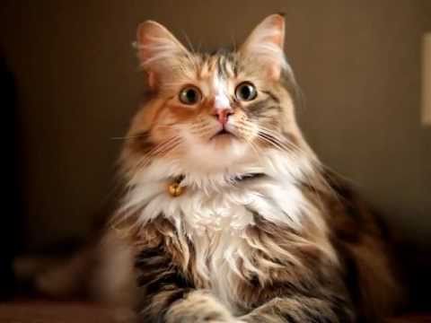 夕立ちに驚く猫 - YouTube