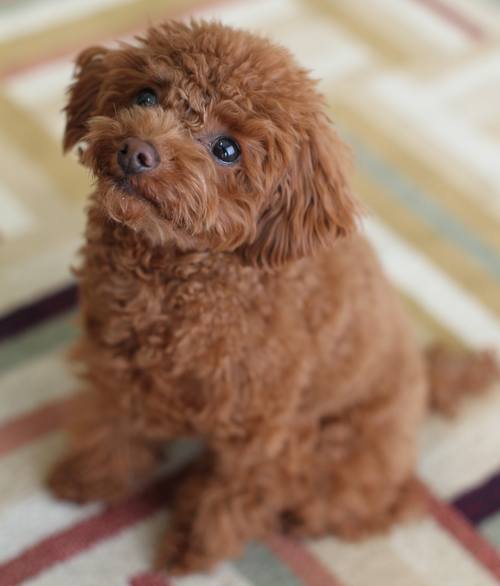 マツコまさかの“犬嫌い”撤回「私、ちょっとおかしくなってきちゃって」。 | Narinari.com