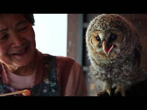 フクロウ「里親」はおばあちゃん　ヒナ育て放鳥２０年 - YouTube