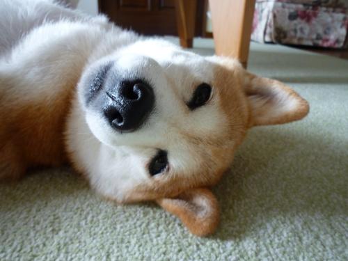 会議中眠くなった時どうしますか？