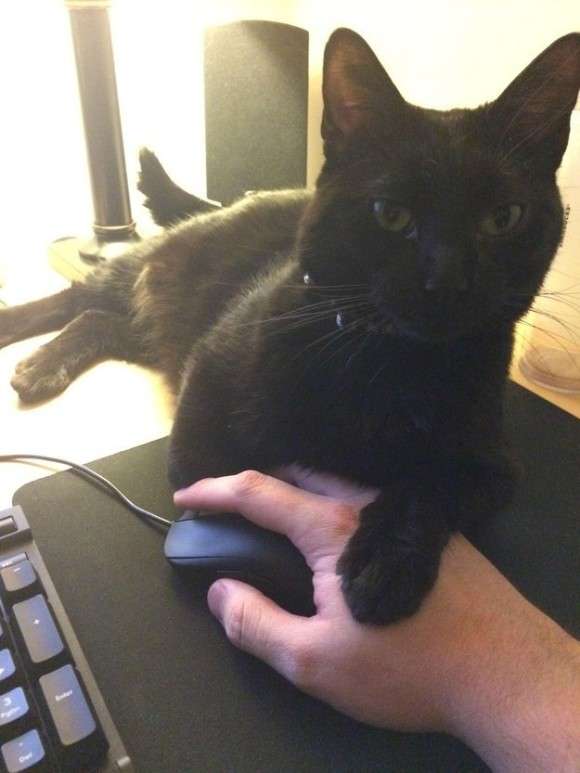 ほっこり画像かエピソードを載せよう～トピ