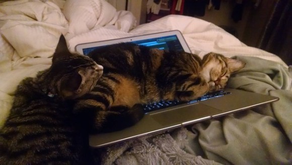 ほっこり画像かエピソードを載せよう～トピ