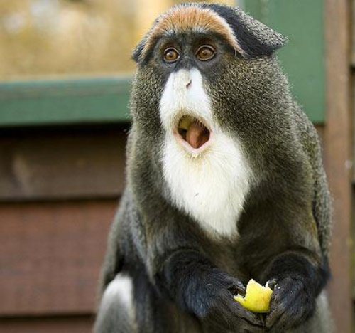 動物の人間みたいな瞬間！