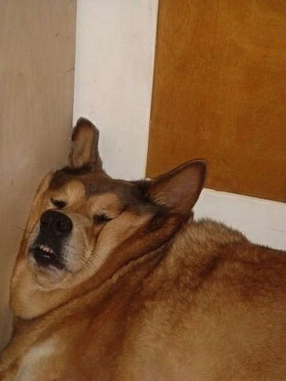 ほっこり画像かエピソードを載せよう～トピ