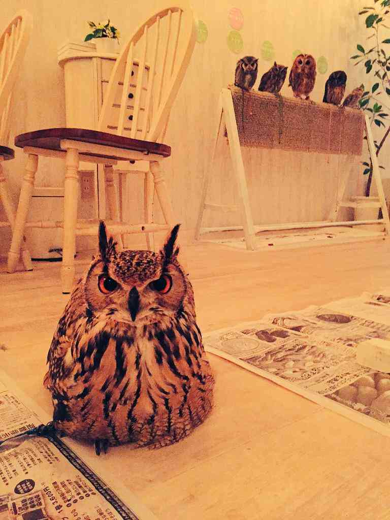 “癒やし鳥”フクロウ 触れ合える場が続々開店「飼った気分になれる」