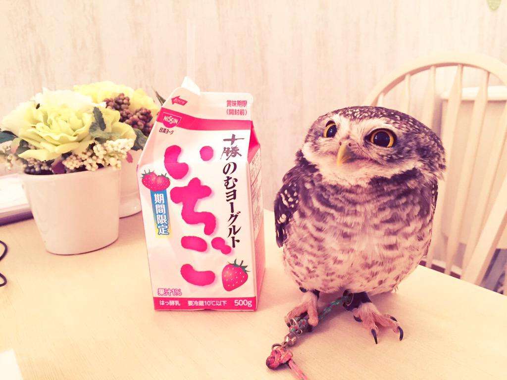 “癒やし鳥”フクロウ 触れ合える場が続々開店「飼った気分になれる」